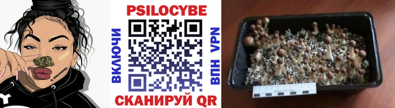 Псилоцибиновые грибы MAGIC MUSHROOMS  наркота  Гулькевичи 